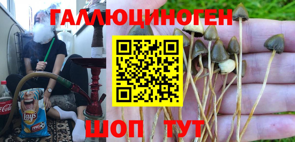 Каменск-Шахтинский  Галлюциногенные грибы Cubensis  Вход с VPN 